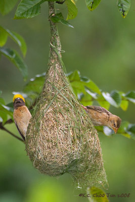 Baya Weaver