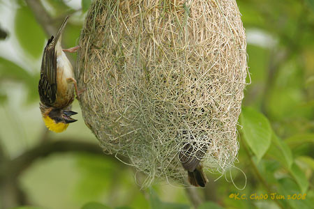 Baya Weaver