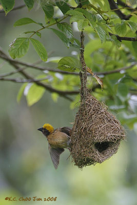 Baya Weaver