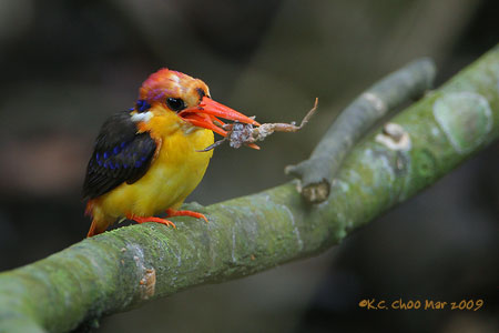 Black-backed Kingfisher