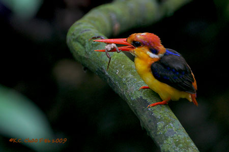 Black-backed Kingfisher