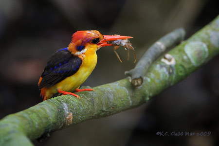 Black-backed Kingfisher