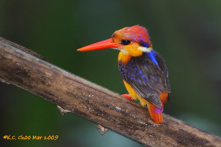 Black-backed Kingfisher