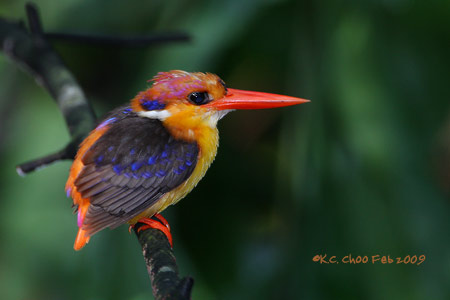 Black-backed Kingfisher