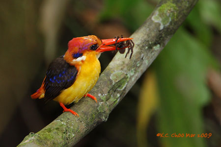 Black-backed Kingfisher