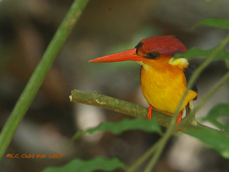 Black-backed Kingfisher