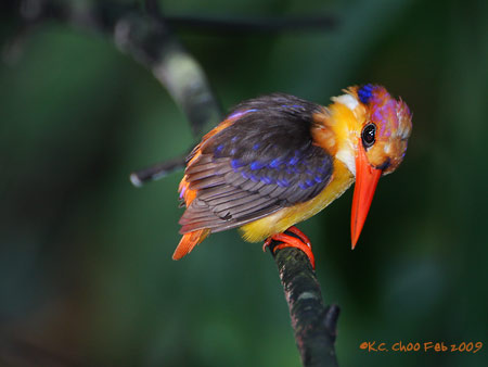 Black-backed Kingfisher
