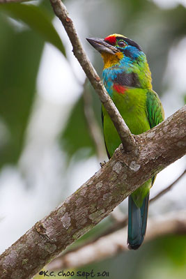 Black-browed Barbet