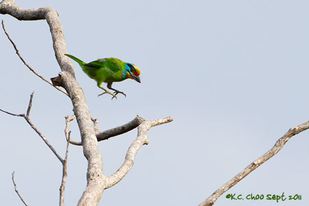 Black-browed Barbet