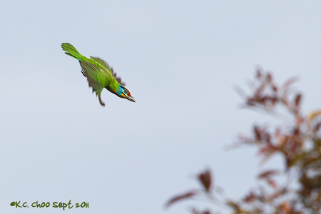 Black-browed Barbet