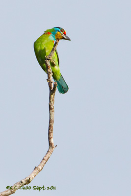 Black-browed Barbet
