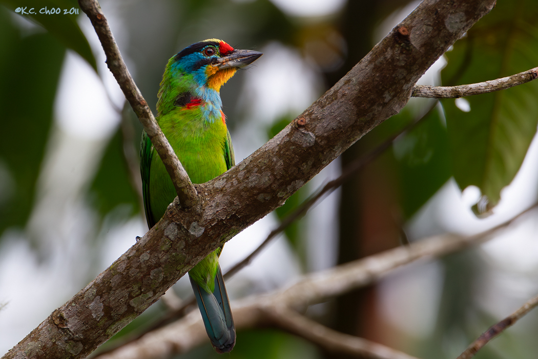 Black-browed Barbet