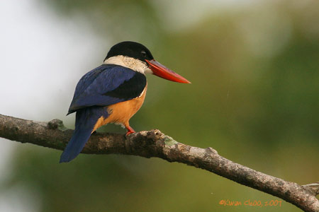 Black-capped Kingfisher