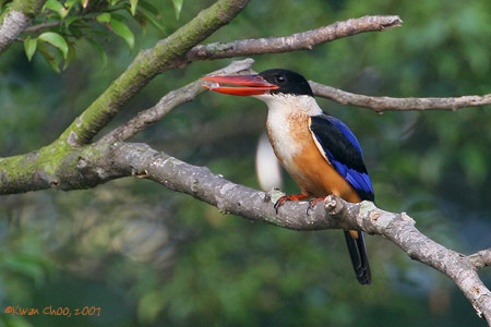 Black-capped Kingfisher