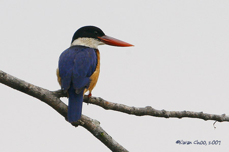 Black-capped Kingfisher