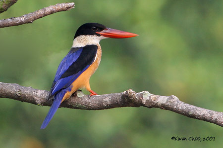 Black-capped Kingfisher