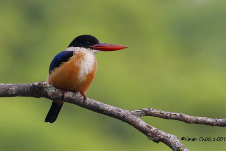 Black-capped Kingfisher