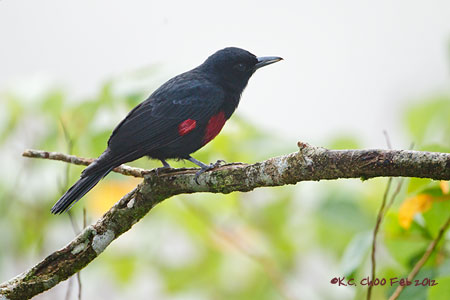 Black-and-crimson Oriole