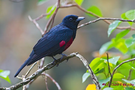 Black-and-crimson Oriole