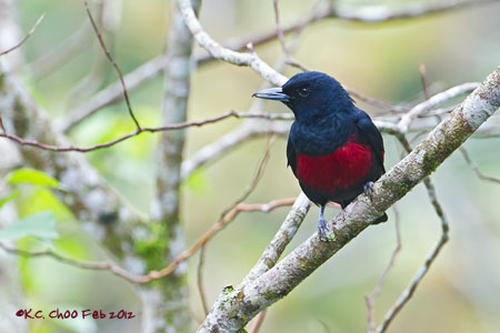 Black-and-crimson Oriole