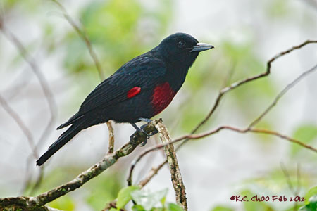Black-and-crimson Oriole