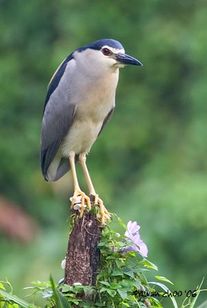 Black-crowned Night Heron