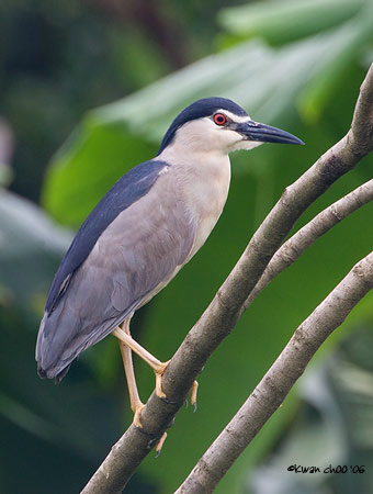 Black-crowned Night Heron