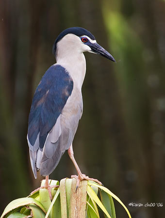 Black-crowned Night Heron