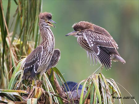 Black-crowned Night Heron