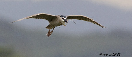 Black-crowned Night Heron
