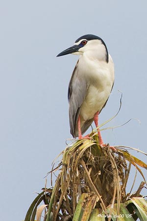 Black-crowned Night Heron