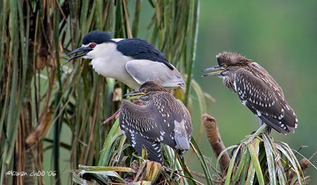 Black-crowned Night Heron