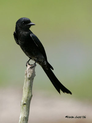 Black Drongo