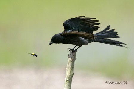 Black Drongo