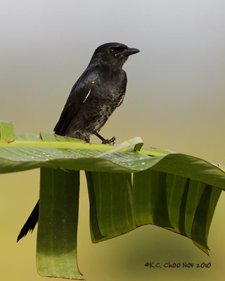 Black Drongo