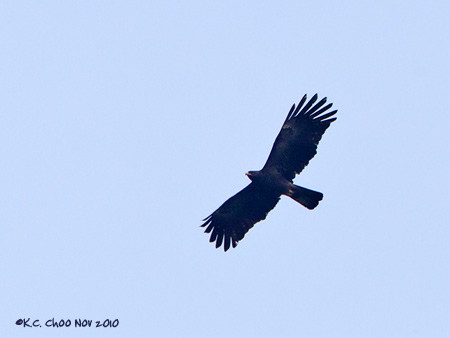 Black Eagle
