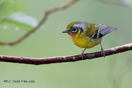 Black-eared Shrike Babbler