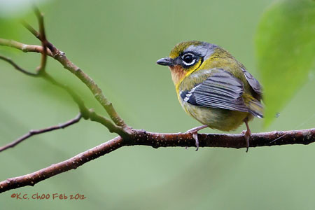 Black-eared Shrike Babbler