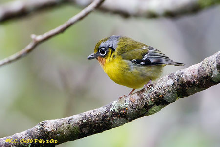 Black-eared Shrike Babbler