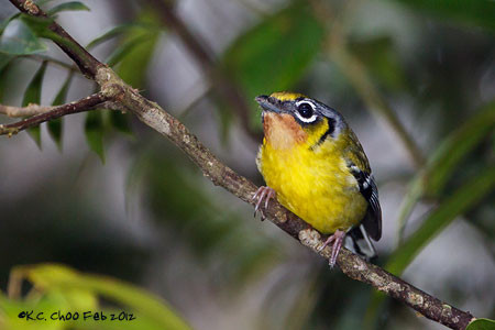 Black-eared Shrike Babbler