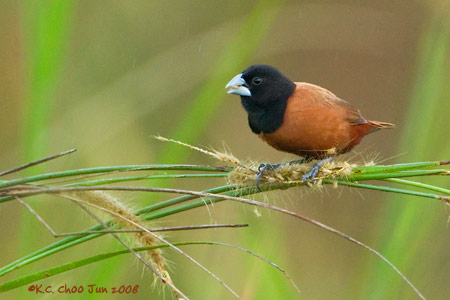 Black-headed Munia