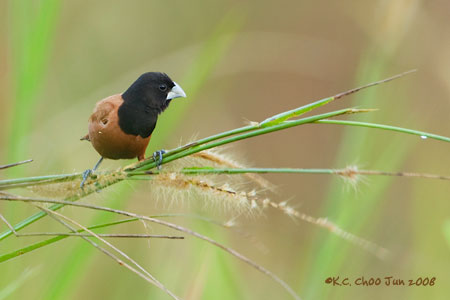 Black-headed Munia