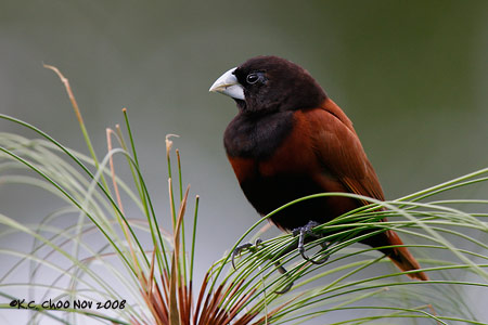 Black-headed Munia