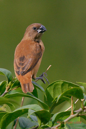 Black-headed Munia