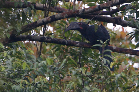 Black Hornbill