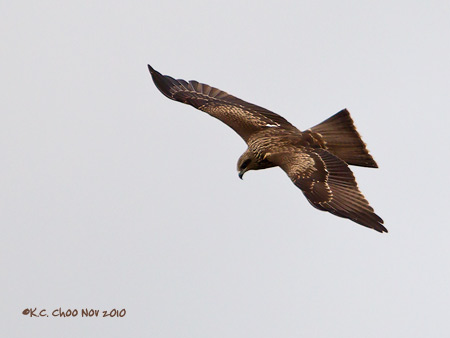 Black Kite