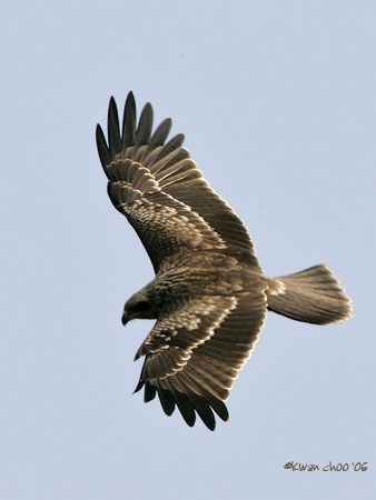 Black Kite