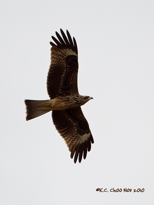 Black Kite