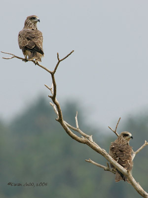 Black Kite