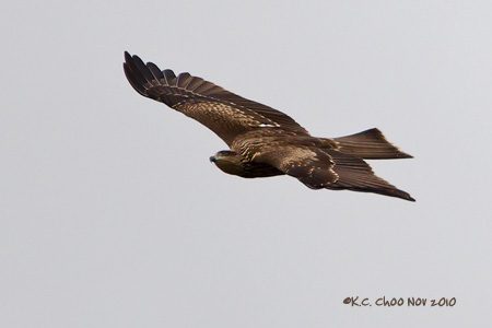 Black Kite